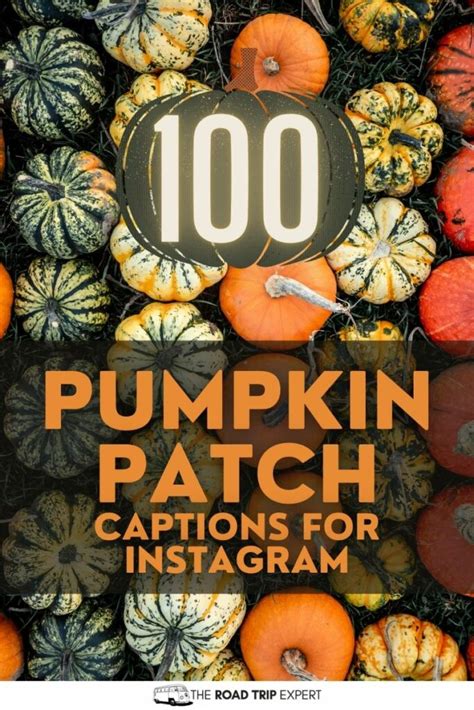 pumpkin patch captions|cute pumpkin patch quotes.